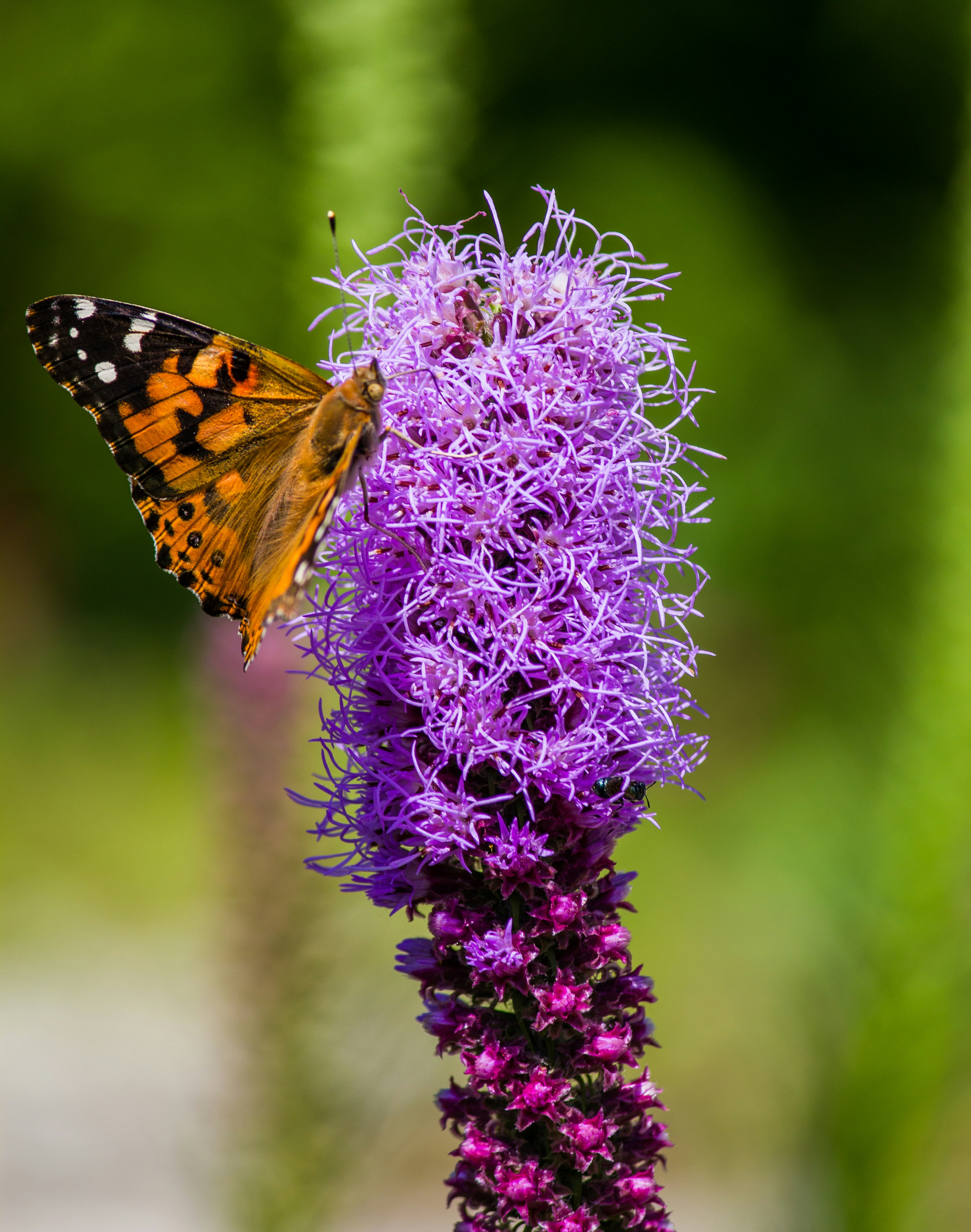 brown and black butterfly perched on flower